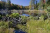 Algonquin Leaves 03