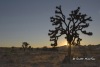 Joshua Tree Nat Park Sunset