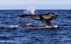 Newfoundland_1753