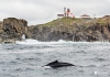 Newfoundland_3476