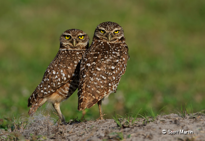Burrowing Owls – Hollywood Florida USA