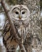 Barred Owl 30