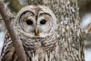 Barred Owl 23