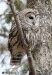 Barred Owl 31