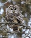 Barred Owl 24