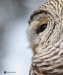 Barred Owl 25