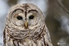 Barred Owl 27