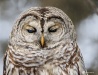 Barred Owl 32