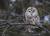 Barred Owl 29