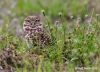 Burrowing Owl 10