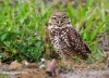 Burrowing Owl 11