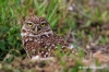 Burrowing Owl 12