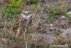 Burrowing Owl 13