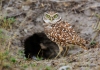 Burrowing Owl 14
