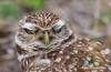 Burrowing Owl 15