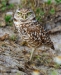 Burrowing Owl 17