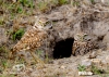 Burrowing Owl 18