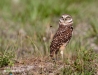 Burrowing Owl 19