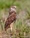 Burrowing Owl 20