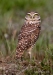 Burrowing Owl 21