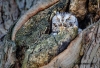 Eastern Screech Owl 02