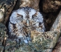 Eastern Screech Owl 04