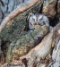 Eastern Screech Owl 06