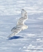 Snowy Owl 11