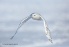 Snowy Owl 13