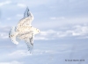 Snowy Owl 14