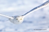 Snowy Owl 09