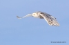 Snowy Owl 16