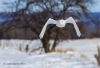 Snowy Owl 18