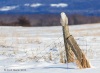 Snowy Owl 19