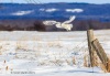 Snowy Owl 20