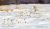 Snowy Owl 21