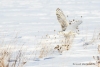 Snowy Owl 22