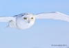 Snowy Owl 26