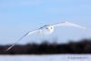 Snowy Owl 27