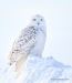 Snowy Owl 28