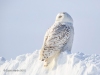Snowy Owl 29
