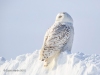 Snowy Owl 29