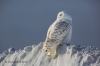 Snowy Owl 30