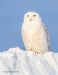 Snowy Owl 31