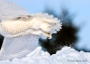 Snowy Owl 32