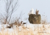 Snowy Owl 07