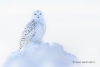 Snowy Owl 33