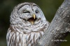 Barred Owl 16