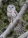 Barred Owl 17