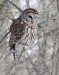 Barred Owl 13